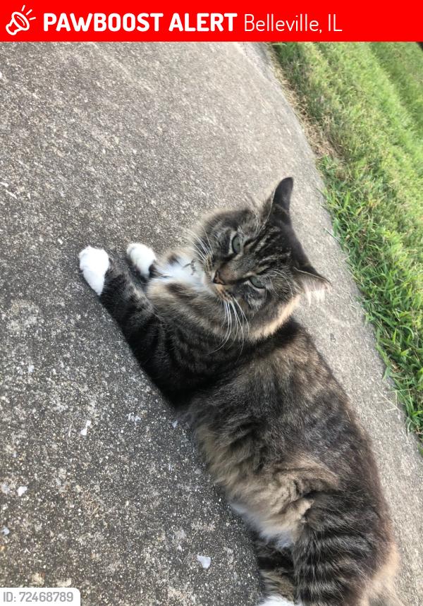 Lost Female Cat last seen W A st./ 20th st. Belleville il, Belleville, IL 62223
