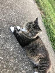 Lost Female Cat last seen W A st./ 20th st. Belleville il, Belleville, IL 62223