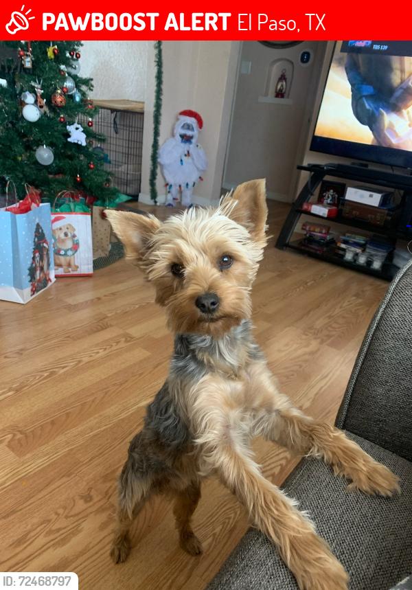 Lost Female Dog last seen Stanley / wonderland , El Paso, TX 79907