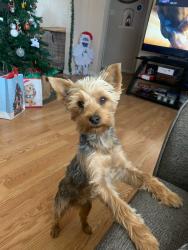 Lost Female Dog last seen Stanley / wonderland , El Paso, TX 79907