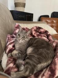 Lost Female Cat last seen arlington , Los Angeles, CA 90018