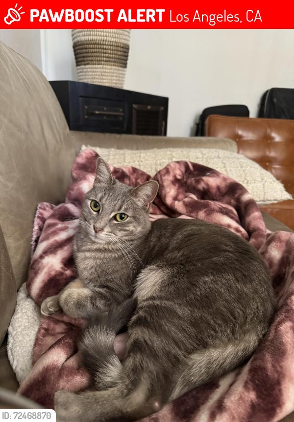 Lost Female Cat last seen arlington , Los Angeles, CA 90018
