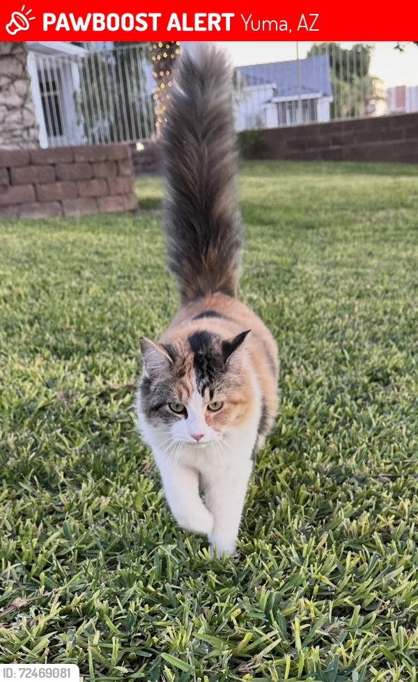 Lost Female Cat last seen Near W 34th Pl Yuma AZ 85365, Yuma, AZ 85365