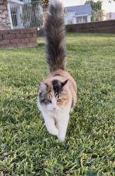Lost Female Cat last seen Near W 34th Pl Yuma AZ 85365, Yuma, AZ 85365