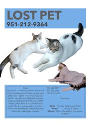 Lost Female Cat last seen Cottonwood  and kirby, San Jacinto, CA 92582