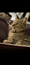 Lost Male Cat last seen 45th street and East Ave R, Palmdale, CA 93552