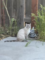 Lost Male Cat last seen Redwood Rd/Sycamore Ave, Country Run neighborhood, Hercules, CA 94547