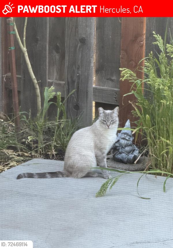 Lost Male Cat last seen Redwood Rd/Sycamore Ave, Country Run neighborhood, Hercules, CA 94547