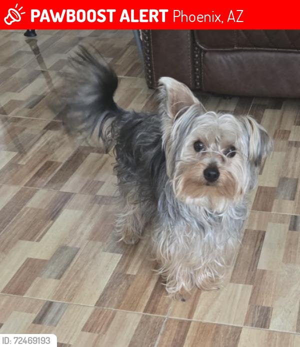 Lost Male Dog last seen Near ave encanto, Phoenix, AZ 85009