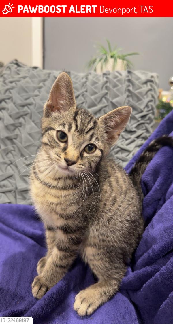 Lost Male Cat last seen 2/5greenway court devonport , Devonport, TAS 7310