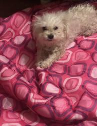Lost Female Dog last seen Inspiration Rd, Mission, TX 78573