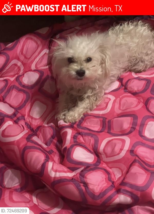 Lost Female Dog last seen Inspiration Rd, Mission, TX 78573