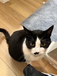 Lost Female Cat last seen Behind northern lights, Salem, OR 97302