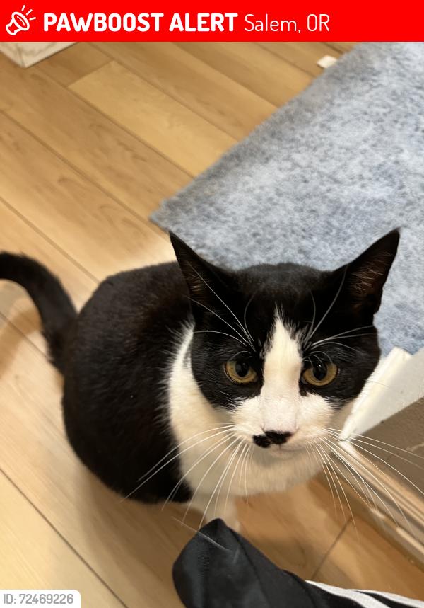 Lost Female Cat last seen Behind northern lights, Salem, OR 97302