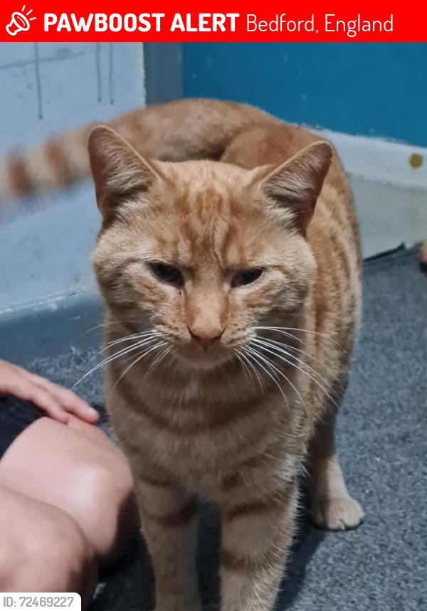 Lost Male Cat last seen Riverfield drive, Bedford, England 
