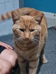 Lost Male Cat last seen Riverfield drive, Bedford, England 