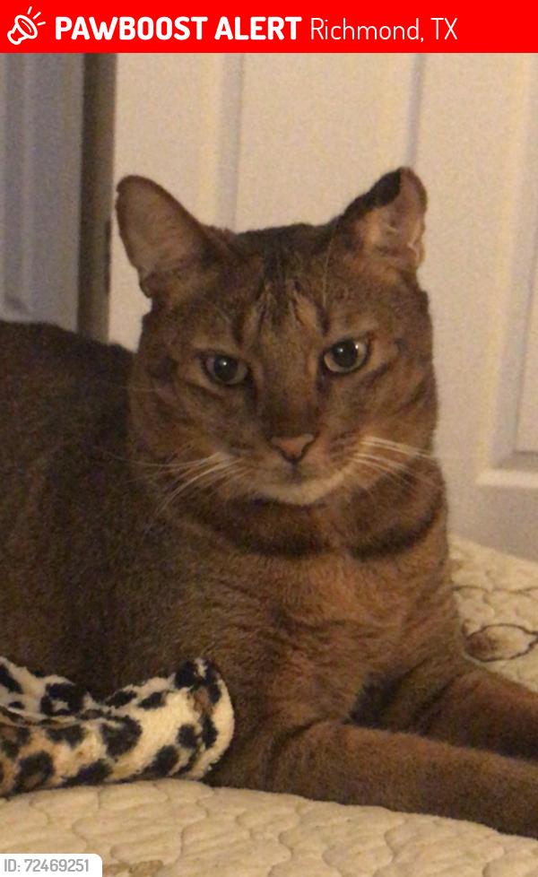 Lost Male Cat last seen Near Stonebridge Terrace Dr, Richmond, TX 77407