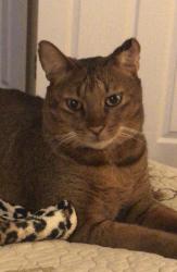 Lost Male Cat last seen Near Stonebridge Terrace Dr, Richmond, TX 77407