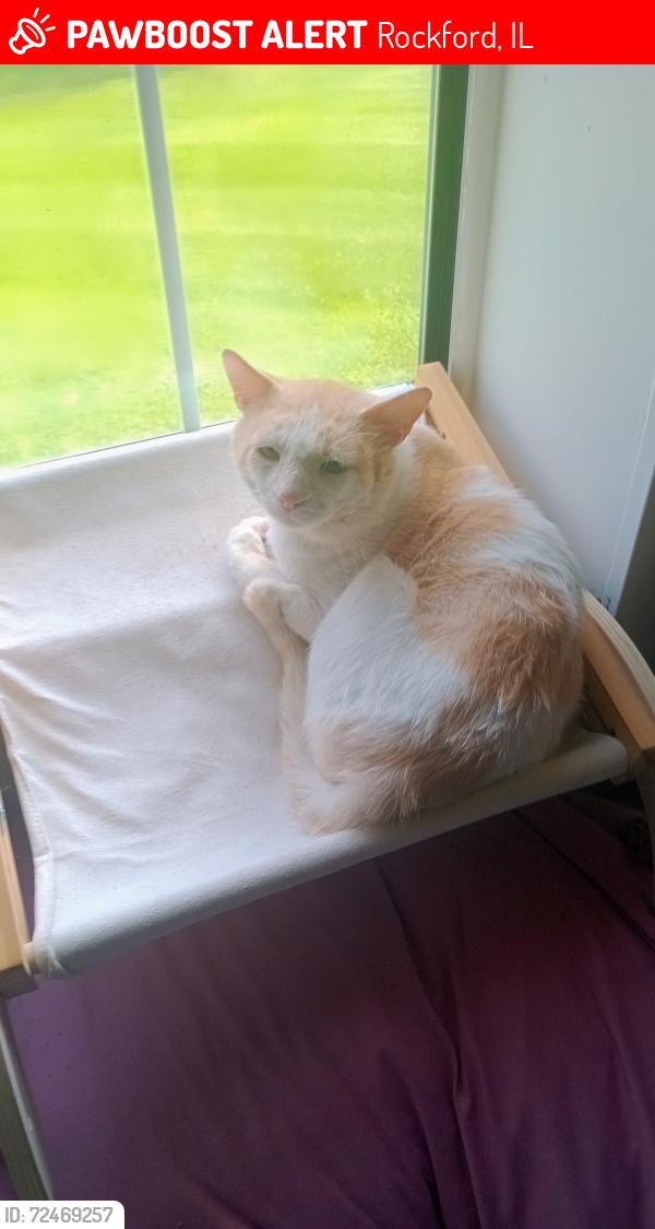 Lost Male Cat last seen Beacon Hills and Great Oaks apmts , Rockford, IL 61109