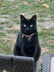 Lost Male Cat last seen Harrison, Lafayette, CO 80026