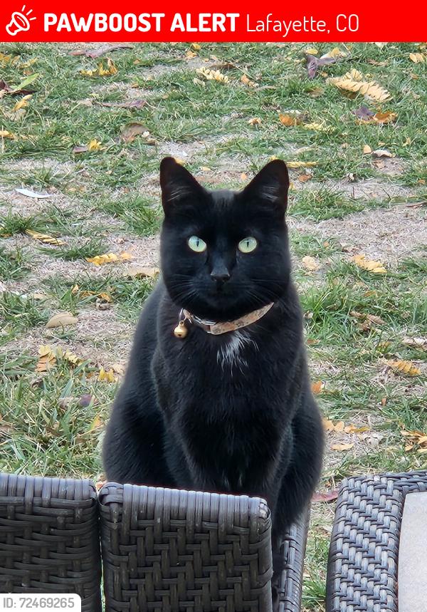 Lost Male Cat last seen Harrison, Lafayette, CO 80026