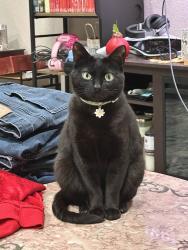 Lost Female Cat last seen sw 284th st, Homestead, FL 33033