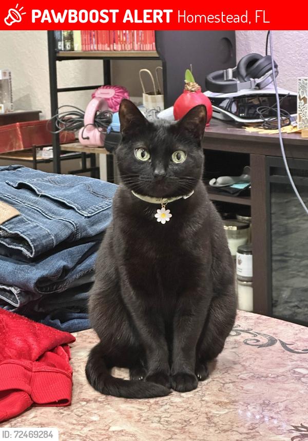 Lost Female Cat last seen sw 284th st, Homestead, FL 33033