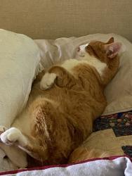 Lost Female Cat last seen Spartan Heights behind Boyd Chevrolet , Hendersonville, NC 28792
