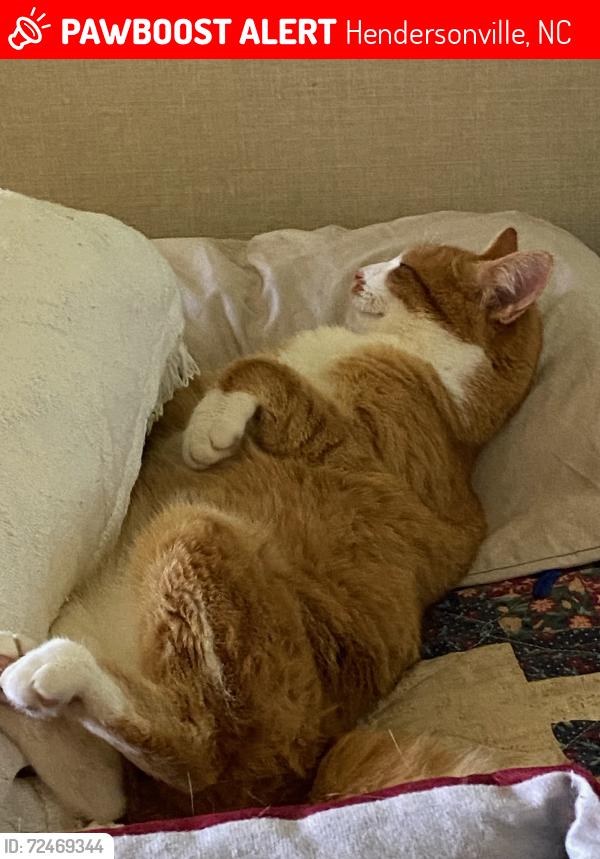 Lost Female Cat last seen Spartan Heights behind Boyd Chevrolet , Hendersonville, NC 28792
