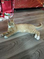 Reunited Male Cat last seen Laurel brook, symms, captiva kay, Hillsborough county Riverview fl, Riverview, FL 33569
