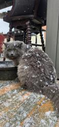 Lost Male Cat last seen Sallys branch rd, London, KY 40741