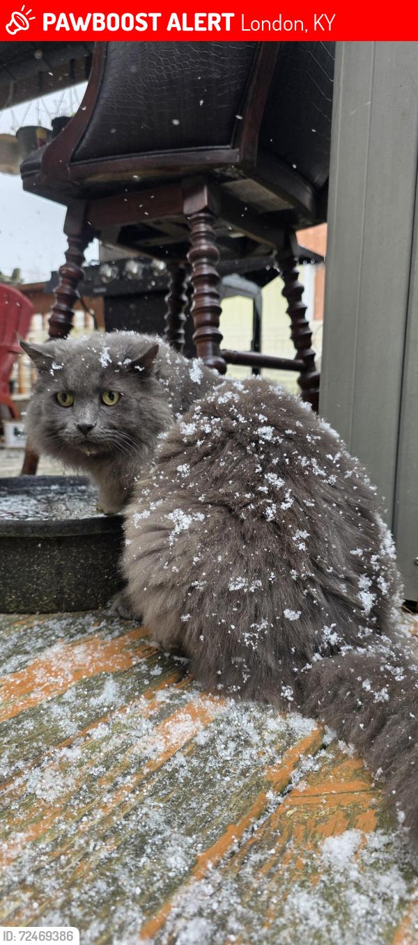 Lost Male Cat last seen Sallys branch rd, London, KY 40741