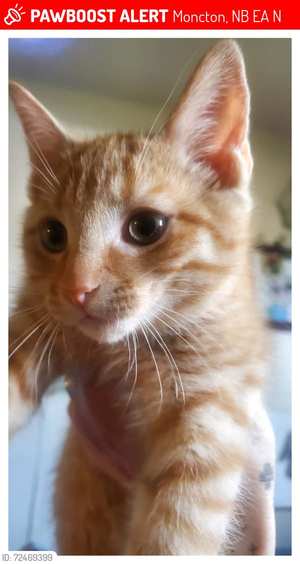 Lost Male Cat last seen Maclaughlin , Moncton, NB E1A 4N9