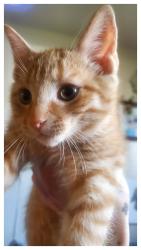 Lost Male Cat last seen Maclaughlin , Moncton, NB E1A 4N9