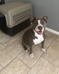 Lost Female Dog last seen Near S, West Valley City, UT 84119