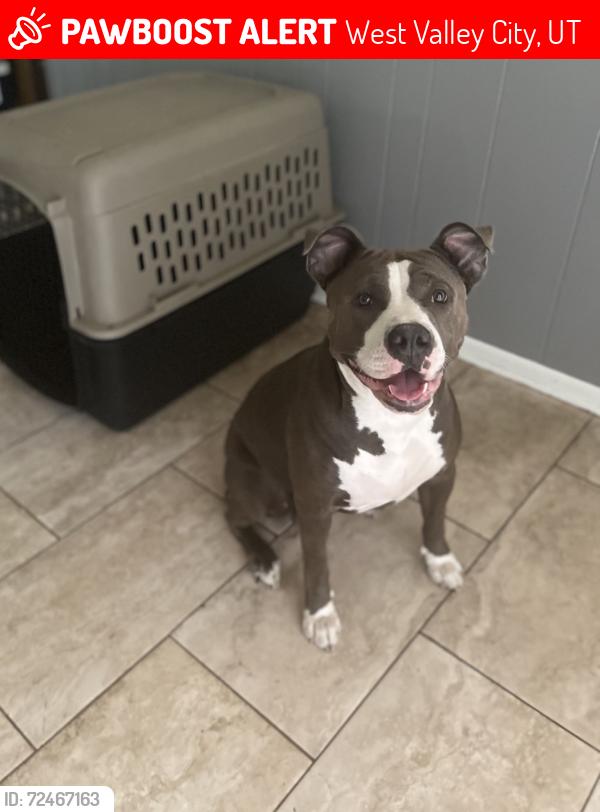 Lost Female Dog last seen Near S, West Valley City, UT 84119