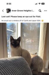 Lost Male Cat last seen Cahill and Upper 55th St E close to the Rock Island Family Dentistry, Inver Grove Heights, MN 55076
