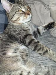 Lost Male Cat last seen ALDI'S at 81st and Olympia Tulsa Hills , Tulsa, OK 74132