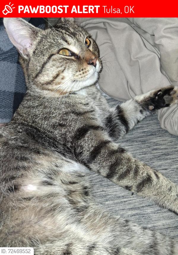 Lost Male Cat last seen ALDI'S at 81st and Olympia Tulsa Hills , Tulsa, OK 74132
