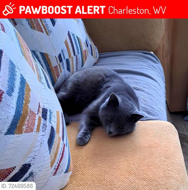 Lost Male Cat last seen Greenbrier , Charleston, WV 25311