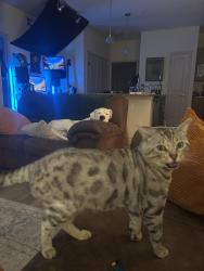 Lost Male Cat last seen N Padre Island dr, Corpus Christi, TX 78418
