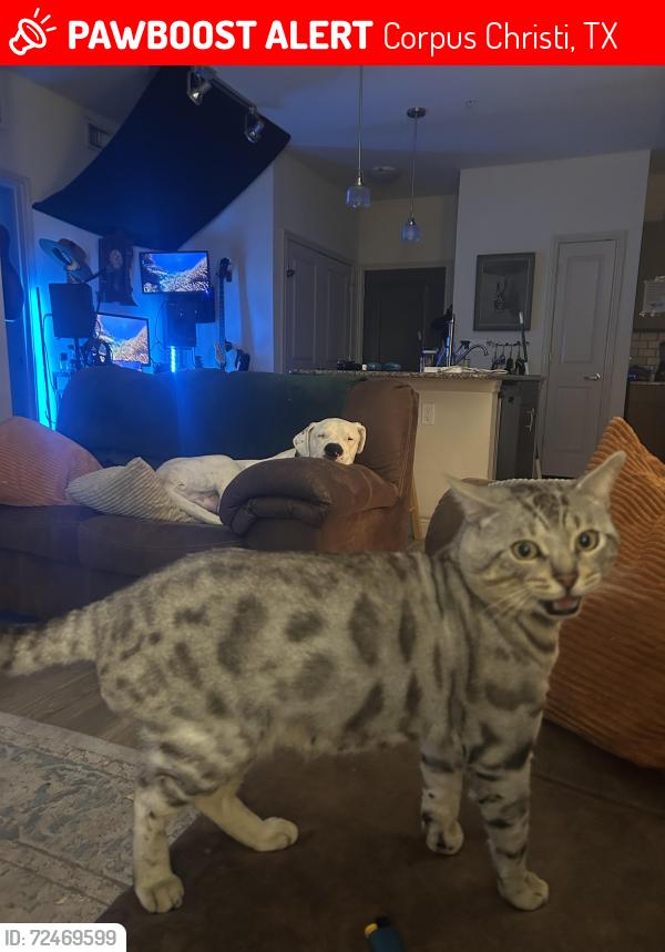 Lost Male Cat last seen N Padre Island dr, Corpus Christi, TX 78418