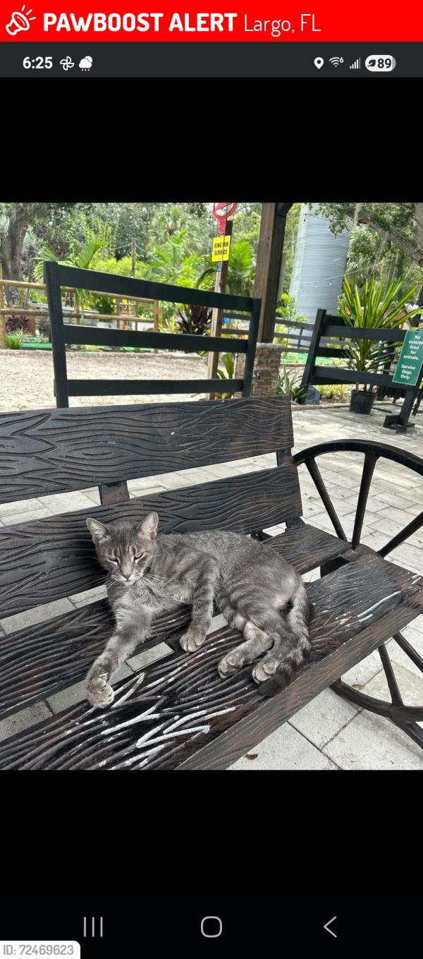 Lost Female Cat last seen Dk farms and gardens, Largo, FL 33771