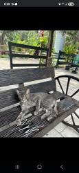 Lost Female Cat last seen Dk farms and gardens , Largo, FL 33771
