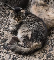 Lost Male Cat last seen Tolers Ferry Rd., Pittsville, VA 24139