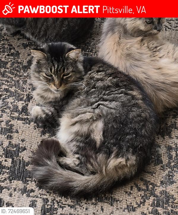 Lost Male Cat last seen Tolers Ferry Rd., Pittsville, VA 24139