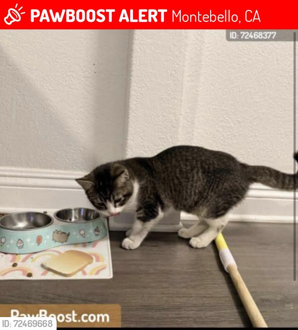 Lost Female Cat last seen Garfield , Montebello, CA 90640