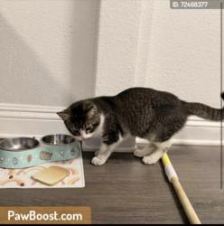 Lost Female Cat last seen Garfield , Montebello, CA 90640