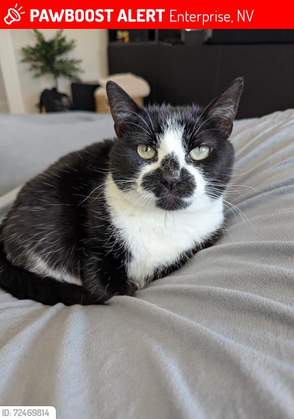 Lost Female Cat last seen Robindale and Tenaya , Enterprise, NV 89113