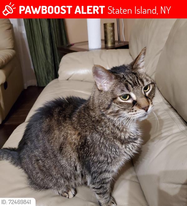 Lost Male Cat last seen Forest Green, off Arden Ave, Staten Island, NY 10312